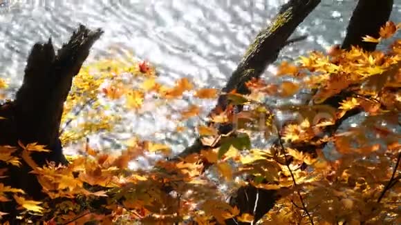 在奥努马池塘的水面上闪烁的阳光反射视频的预览图