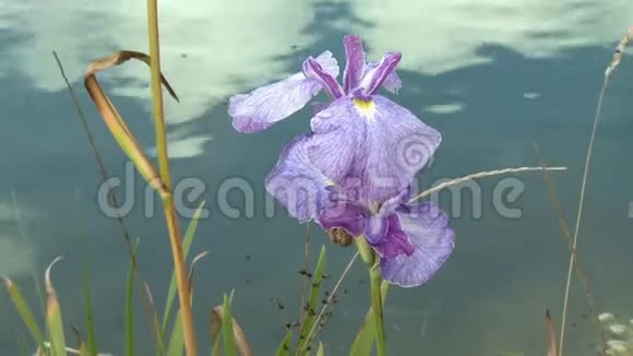 紫芙蓉在水旁边视频的预览图