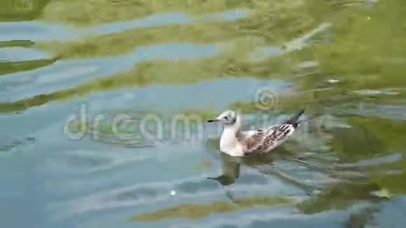一只孤独的白海鸥在干净的池塘里游泳视频的预览图
