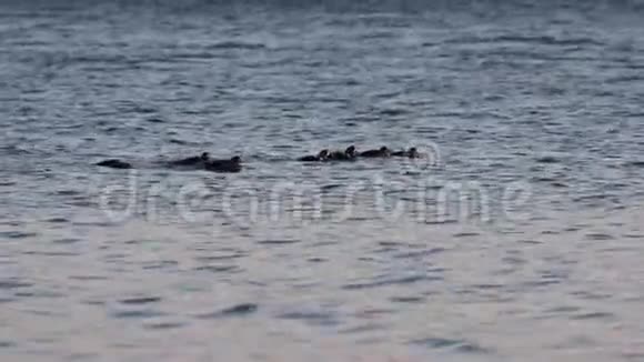 在夕阳下冰冷的海水中游泳的是一群鸭子一群野鸭视频的预览图