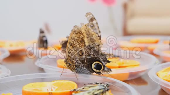 棕色大蝴蝶在柑橘类水果上喝花蜜橘子上的蝴蝶特写镜头视频的预览图