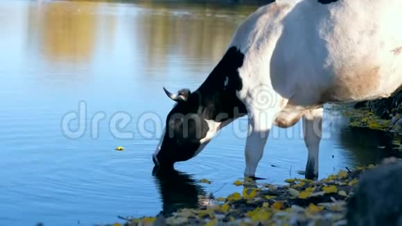 大黑白牛喝着河里的水继续往前走视频的预览图