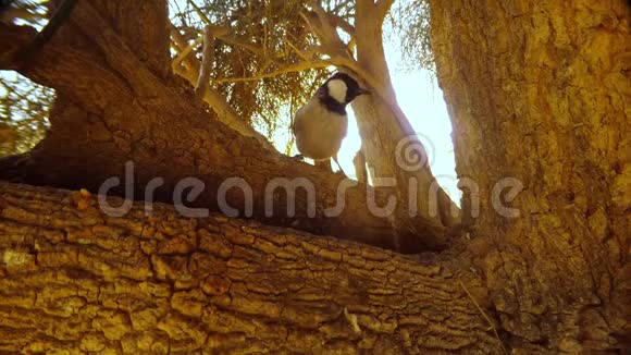 白耳球坐在大哈吉树的树枝上在镜头前近距离跳跃视频的预览图