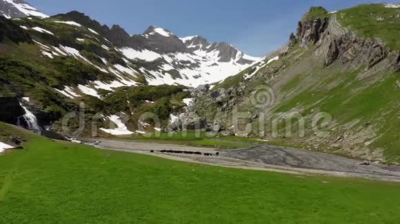 牦牛在瑞士的阿尔卑斯山Geltenalp的一条山河上涉水而过视频的预览图