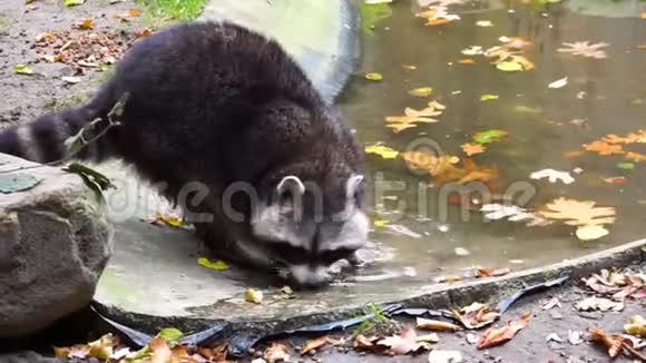一只北美浣熊吃食物动物园动物喂养北美热带动物物种特写视频的预览图