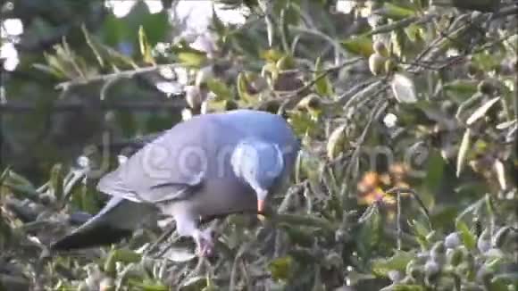 英国单只木鸽鸟觅食视频的预览图