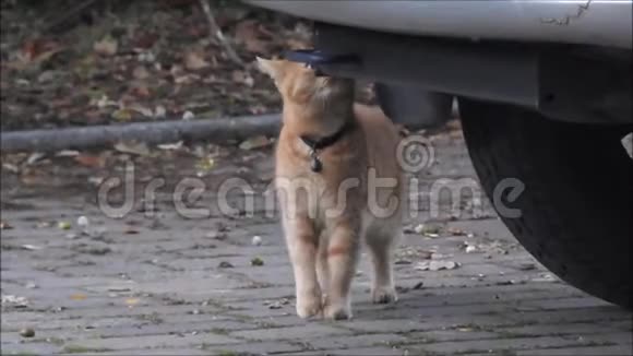 城里的姜猫在车底下视频的预览图