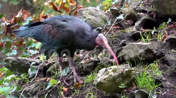 非洲热带和濒危鸟类物种一只北方秃头ibis漫步和环顾四周的特写镜头视频的预览图