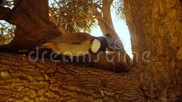 两只白耳大头牛跳在大白木上一只鸟在镜头前排便视频的预览图