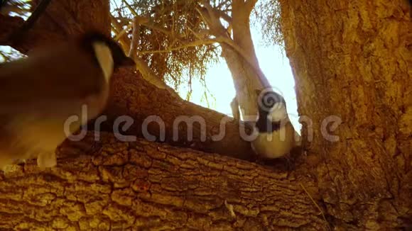 两只雌白耳大熊跳在大哈吉树上互相交谈沙漠Tha视频的预览图