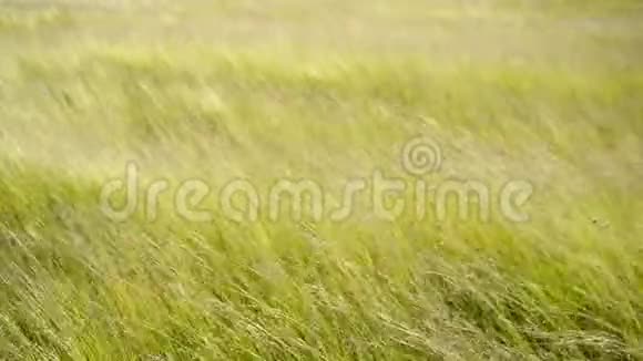风吹拂着长草田野里长着明亮的绿草草甸风吹草的慢动作视频的预览图