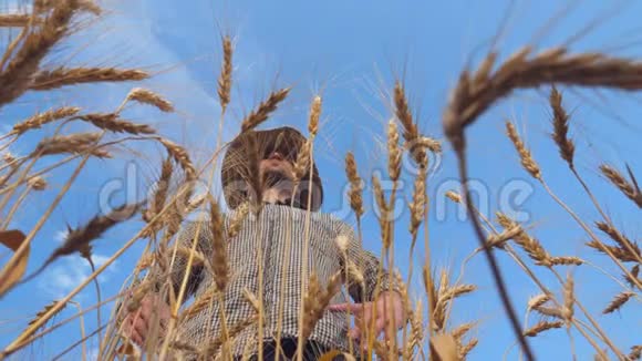 年轻的农学家站在大麦草地上看着金色的种植园在阳光充足的地方检查麦田视频的预览图