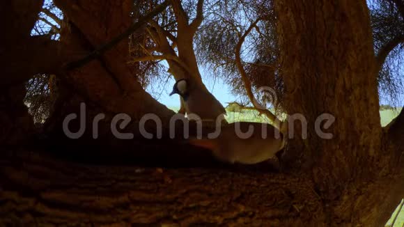 两只白耳大熊跳在大哈吉树的树枝上在黄沙和蓝天后面寻找食物视频的预览图
