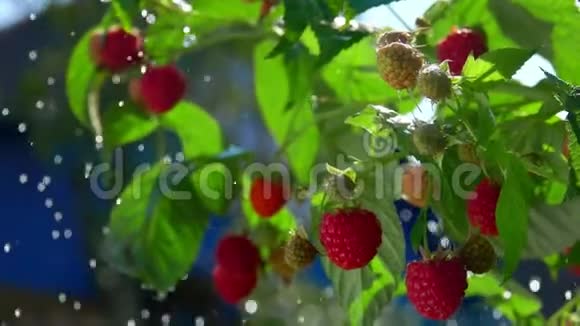 夏日大雨滴在树莓树上视频的预览图