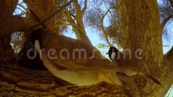 两只雌白耳大球跳在大哈吉树上雄鸟在黄沙和蓝天沙漠后面飞来飞去视频的预览图