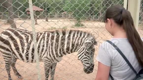 在围场的动物园里有一只美丽的斑马一个旅游女孩走到她面前把她从栅栏上划过去视频的预览图