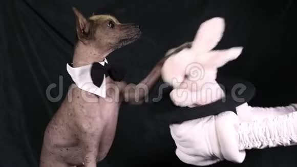 Xoloitzcuintli狗在玩玩具兔子视频的预览图