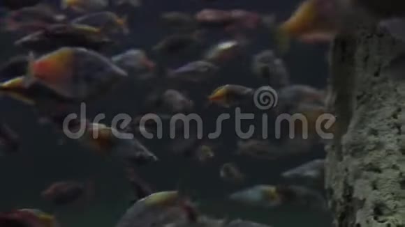 深海鱼类在黑暗的背景下模糊的背景复制空间文本背景视频的预览图