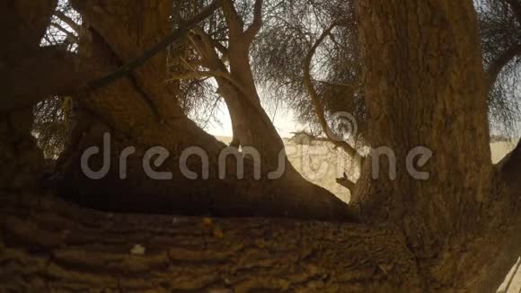 沙漠Thar附近的白耳球跃上大哈吉树的树枝视频的预览图