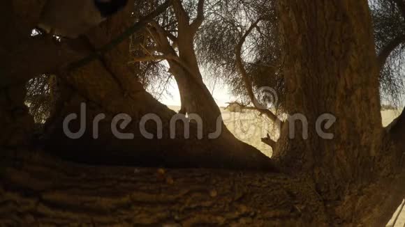 两只白耳大熊跳在大哈吉树的树枝上鸟攻击镜头沙漠萨尔近距离视频的预览图