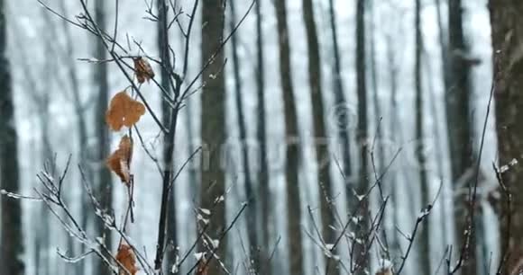 冬季雪林公园降雪暴雪时树枝上的单一干黄叶视频的预览图