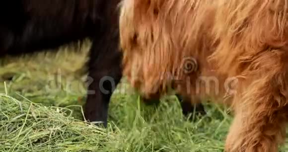 高地牛在一个夏季牲畜牧场放牧苏格兰牛在夏天繁殖快关门4克视频的预览图