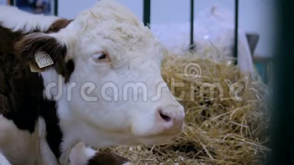 在农业动物展览会贸易展览会上挤奶牛吃干草结束视频的预览图