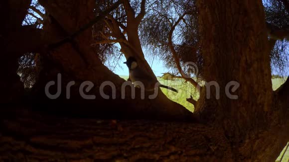 两只白耳大头牛跳在大哈吉树的树枝上在镜头前审视在黄沙和蓝天后面做鬼脸视频的预览图