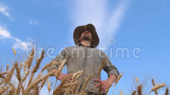 男农民站在大麦草地上看谷物种植园年轻农学家在视频的预览图