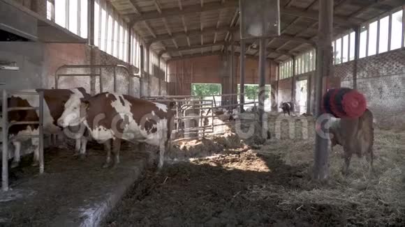 奶牛在一个现代化的农场站在排队自动挤奶视频的预览图
