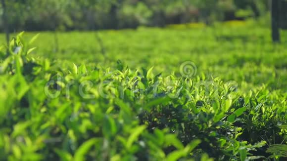 绿茶植物在阳光下缓慢生长视频的预览图