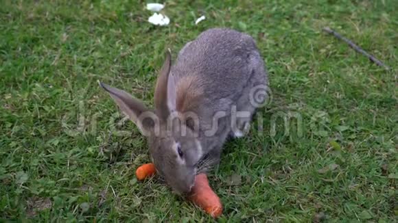 野灰兔啃胡萝卜视频的预览图