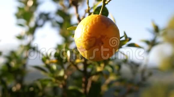 花园里的树上挂着橙色的果实有选择的焦点视频的预览图