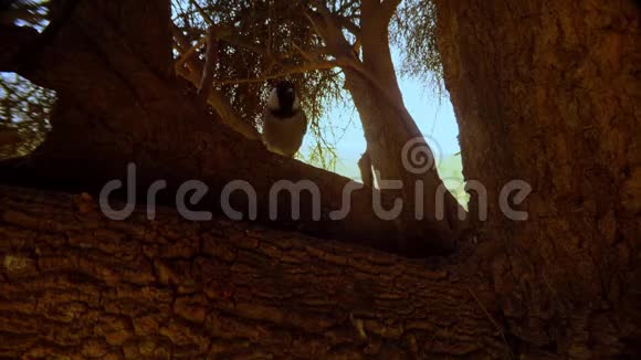 白耳大头鹰跳跃在alhagi树上寻找树皮中的昆虫环顾沙漠Tha视频的预览图