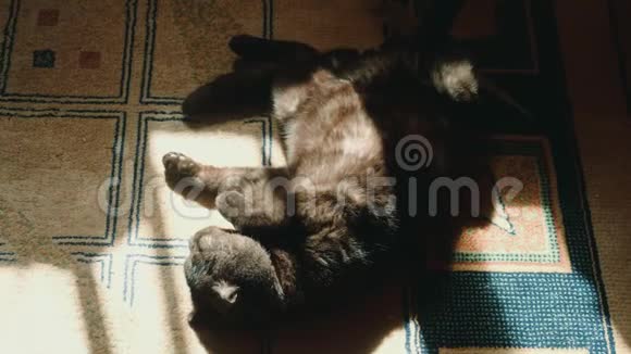 可爱的黑猫享受阳光视频的预览图