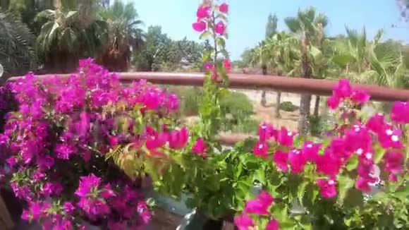 长的花坛开着鲜艳的粉红色花视频的预览图