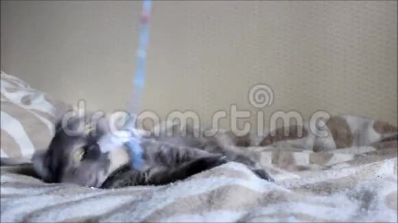 老猫丽莎在玩绳子上的蝴蝶结视频的预览图