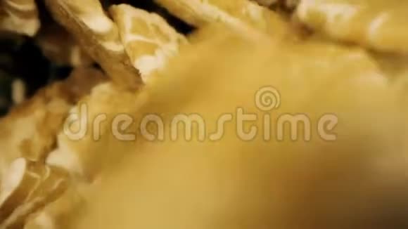 卷燕麦大洋娃娃探针夹拍摄于红色视频的预览图