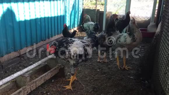 一群母鸡在鸡舍里吃谷物和玉米农场动物视频的预览图