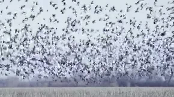 乌鸦在天空中飞翔视频的预览图