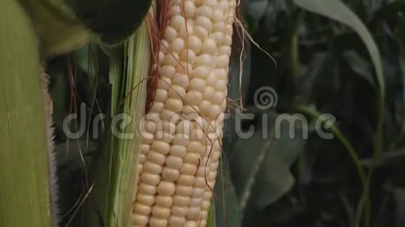在有机玉米地里玉米的籽粒仍然附着在麦秆上视频的预览图