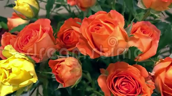 特写追踪拍摄的红橙黄玫瑰花视频的预览图