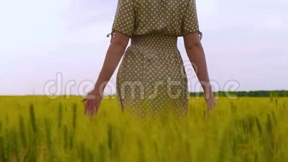 一个穿着连衣裙的女人在田野上手摸着麦穗女人的手特写农业视频的预览图