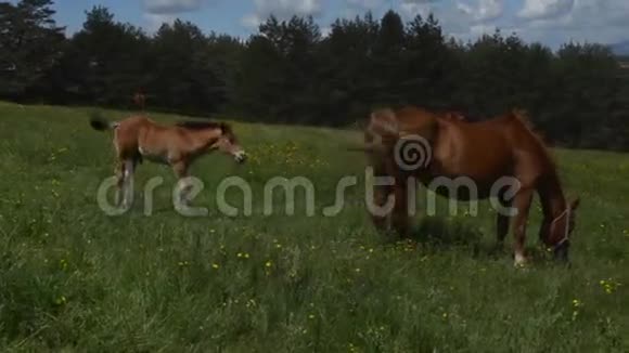 手持摄像机拍摄的一只驹和一只母马视频的预览图