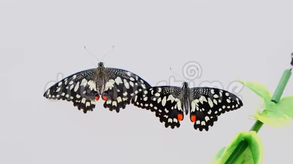 两只黑蝴蝶在白色的灰色背景上涂上翅膀绿色的叶子特写复制空间视频的预览图