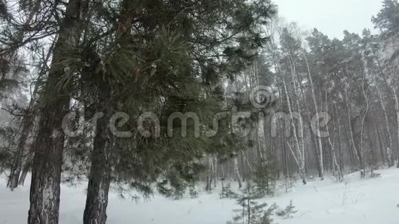 冬天森林里下了很大的雪视频的预览图
