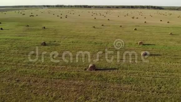 在晴朗的夏季天气里许多卷压草位于一片农田里视频的预览图