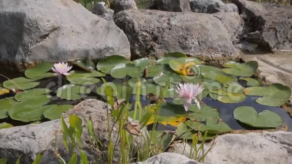 池塘里的白睡莲美丽的白色睡莲和热带气候视频的预览图