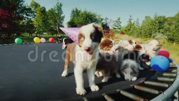 生日小狗和朋友在宠物聚会上有趣的动物视频视频的预览图