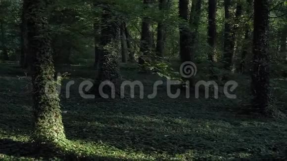 绿林常春藤树美丽的风景运动的阴影视频的预览图